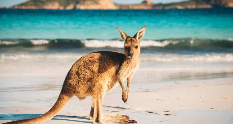 Känguru an einem Strand mit klarem blauem Wasser.