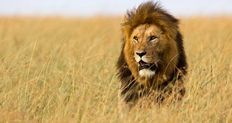 Lion walking through tall savanna grass.