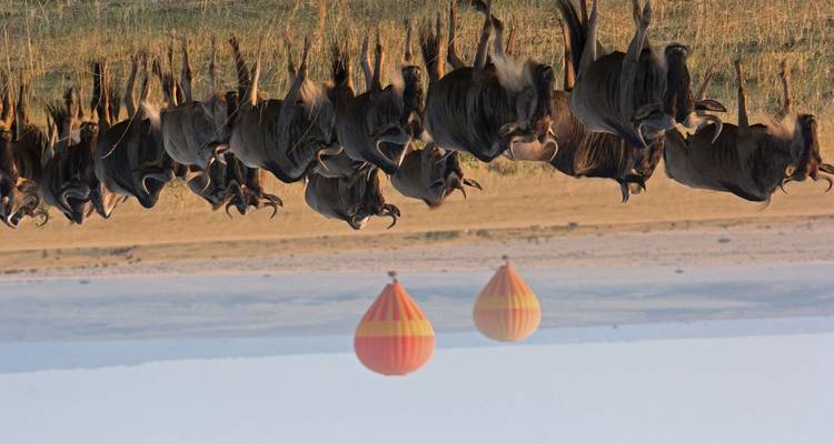 Hot air balloons and wildebeests on a savanna.