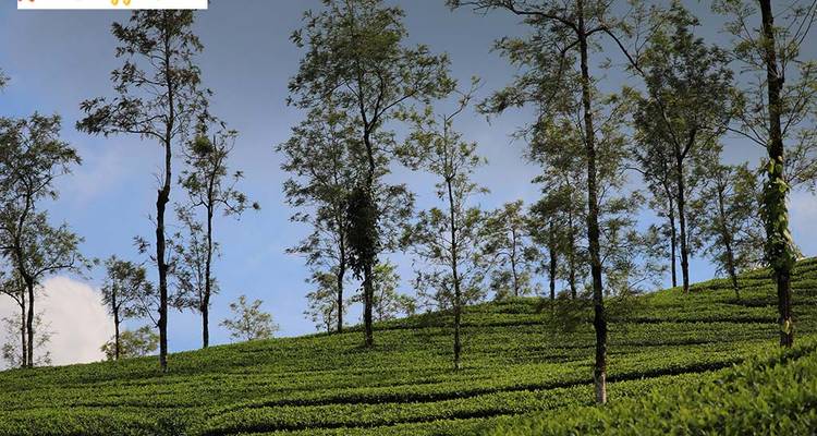 Tea plantation with rows of tea plants and trees.