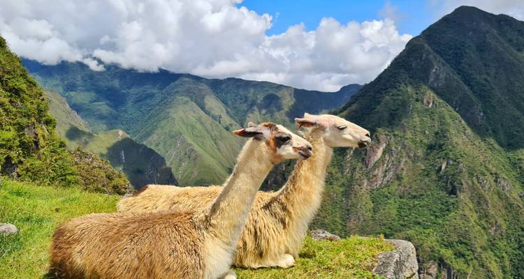 Zwei Lamas ruhen auf grünen Terrassen mit Blick auf die dramatischen Gipfel von Machu Picchu unter einem strahlenden Himmel.