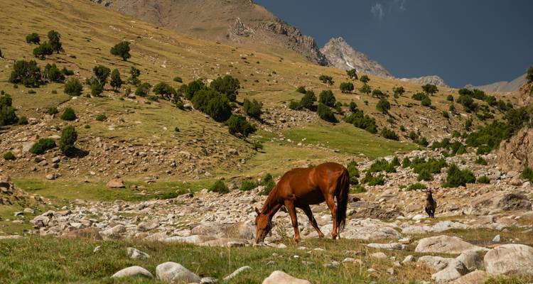 A lone horse grazes on a grassy alpine slope beneath rugged Tajik peaks and a deep blue sky.