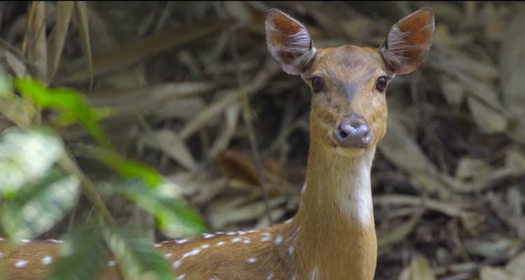 Close-up of a spotted deer in a forest setting.