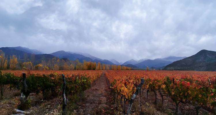 Vignoble avec feuillage d'automne coloré and montagnes.