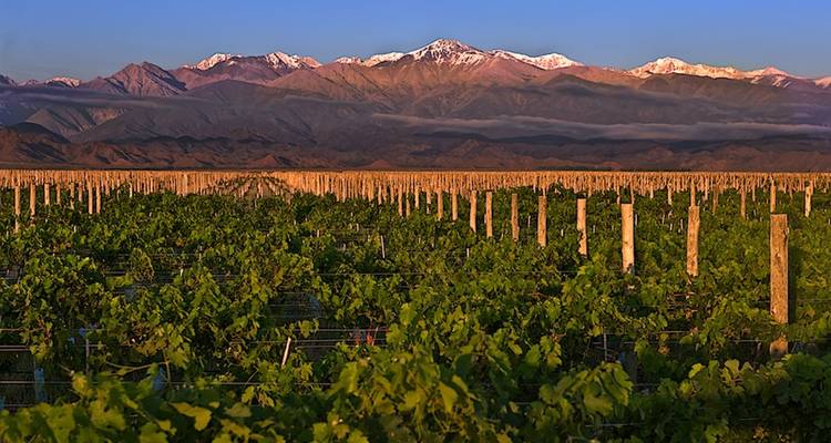Vignoble avec une végétation luxuriante et des montagnes enneigées.