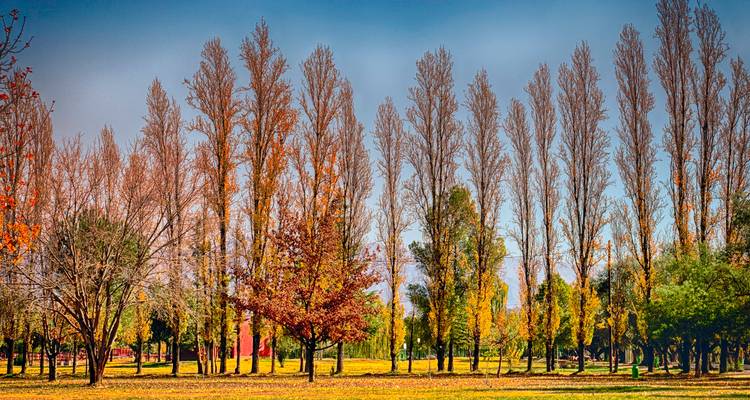 Arbres d'automne colorés dans un parc avec un ciel dégagé.