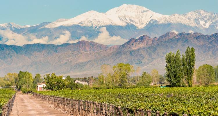 Vignoble avec les montagnes des Andes en arrière-plan sous un ciel dégagé.