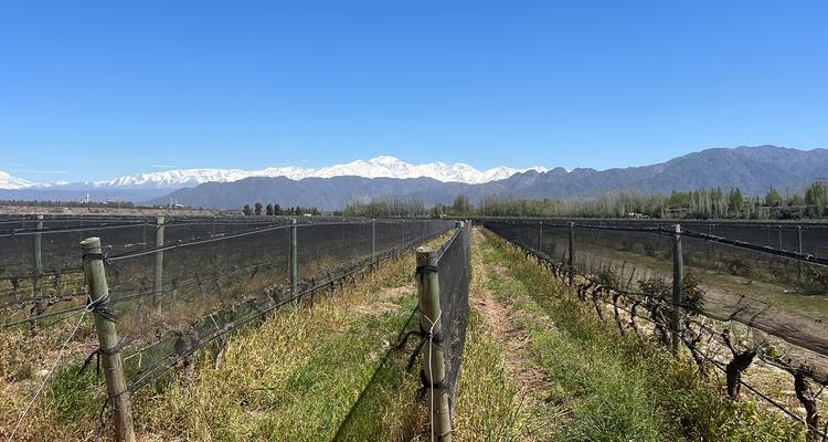 De longues rangées de vignobles s'étendant vers les montagnes des Andes enneigées sous un ciel bleu éclatant.