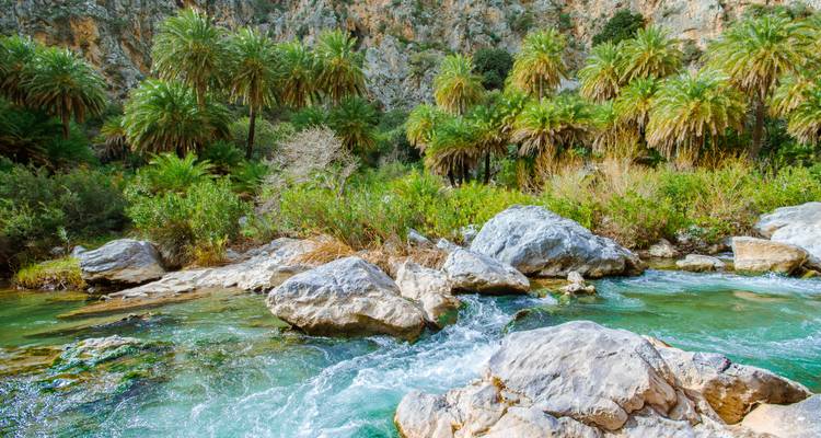 River with rocks and palm trees in a lush setting.