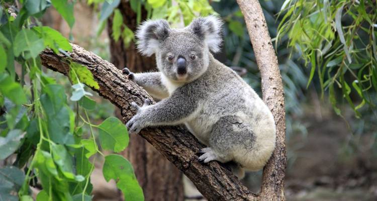 Koala assis sur une branche d'arbre.