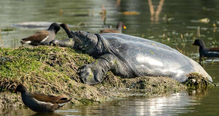 Tortue se prélassant sur un rocher entourée d'oiseaux.