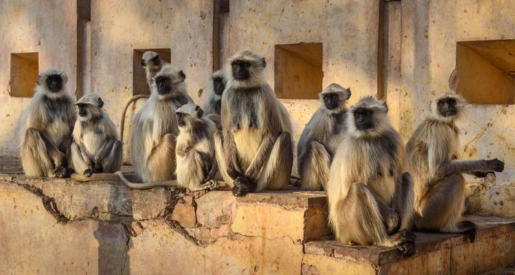 Groupe de langurs assis sur un mur.