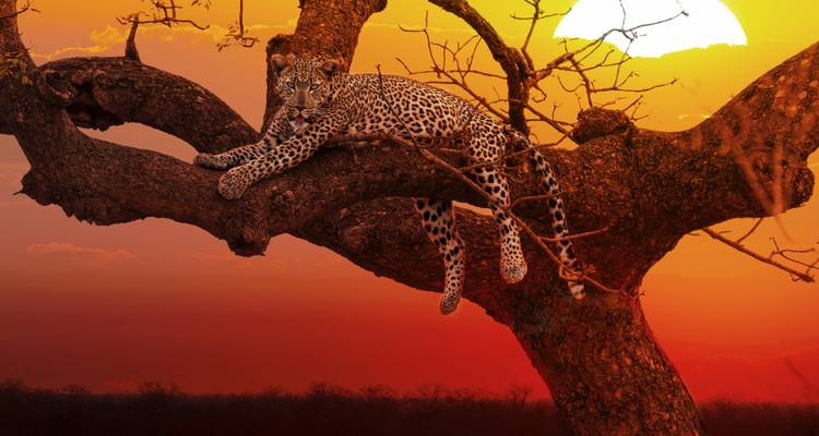 Leopardo descansando en la rama de un árbol durante una puesta de sol colorida.