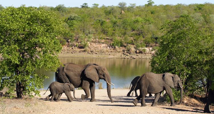 Elefantes caminando cerca de un cuerpo de agua rodeado de vegetación.