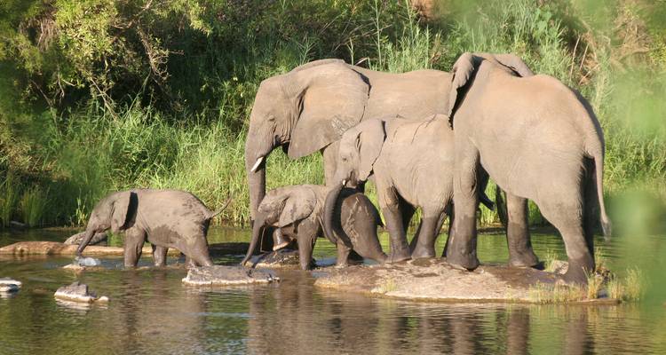 Grupo de elefantes jugando en un río con exuberantes alrededores.