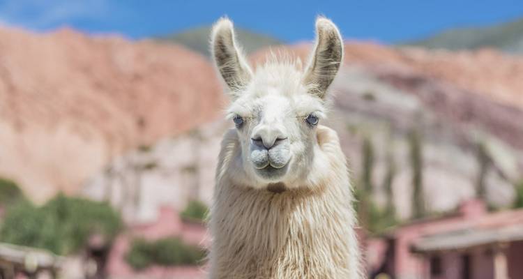 Lama posant devant des collines colorées sous un ciel bleu éclatant.
