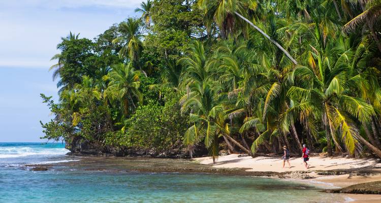 A lush tropical beach with clear turquoise waters and dense palm trees along the shore.