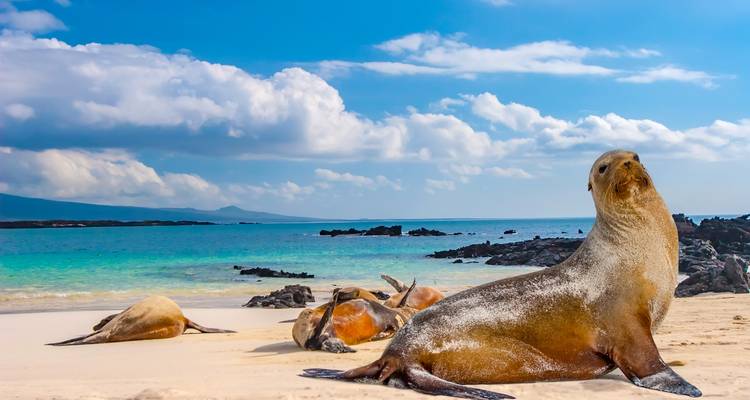 Lions de mer se reposant sur une plage avec une vue panoramique sur l'océan.