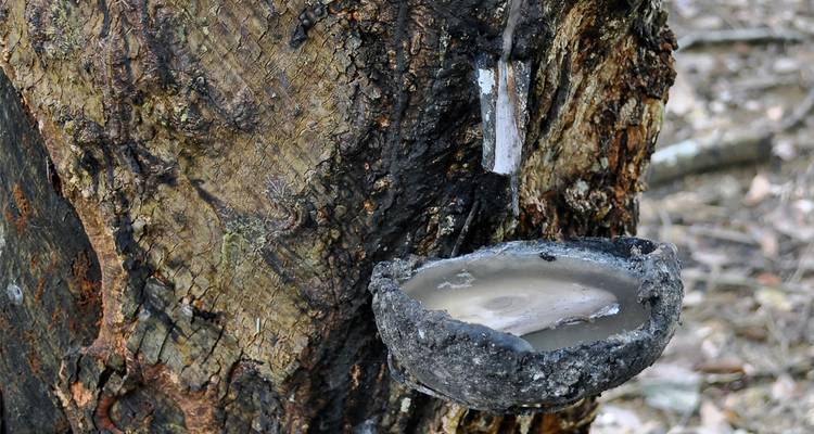 Latex tropft aus einem angezapften Gummibaum in einen kleinen geschwärzten Becher, der am Stamm befestigt ist.