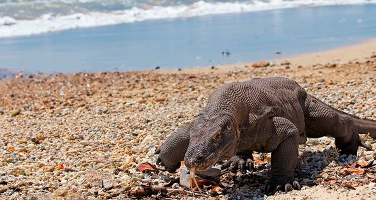 Un gran dragón de Komodo moviéndose lentamente por una orilla arenosa y áspera