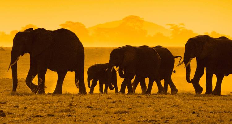 Silhouetted herd of elephants walking across a dusty plain in golden sunset light.