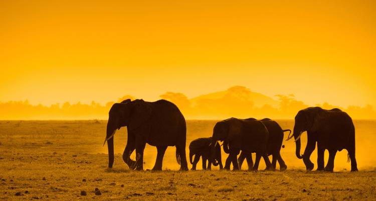 Silhouettes of a herd of elephants crossing the open savanna under a vivid orange sunset sky with dust in the air