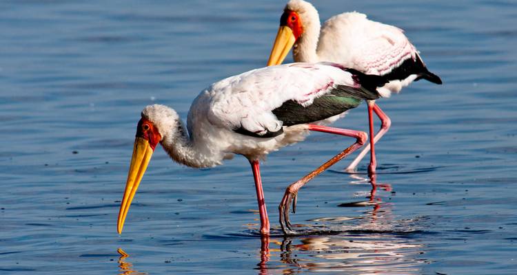 Two storks standing in shallow blue water.