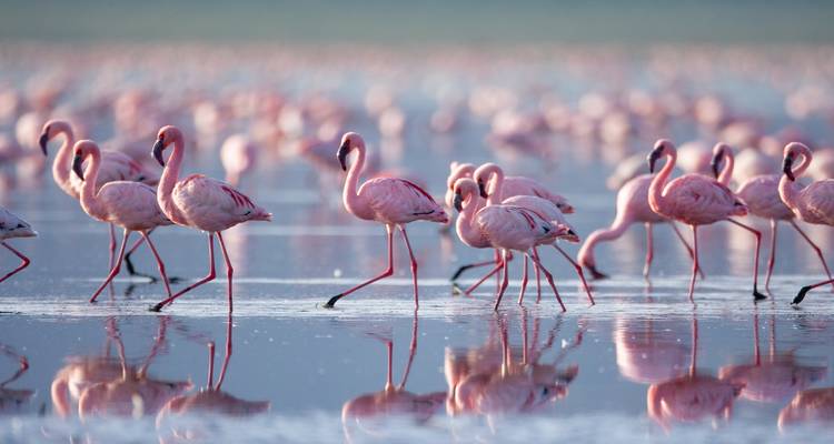 Flamingos wading in a reflective shallow waterbody.
