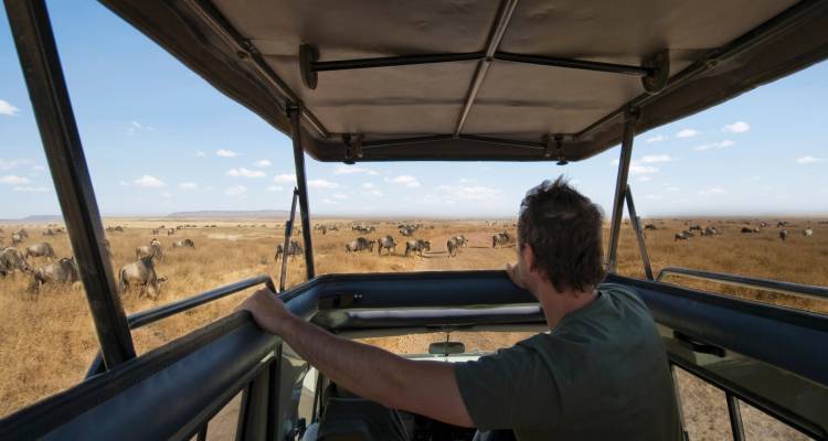 Person on a safari vehicle observing a large herd of animals.