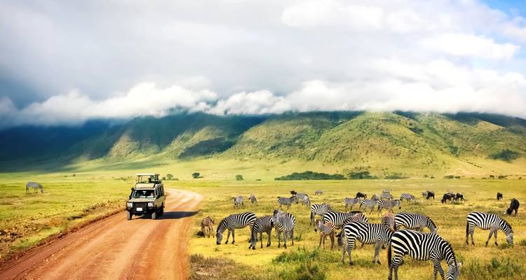Safari vehicle on a dirt road with zebras grazing in the grassland.