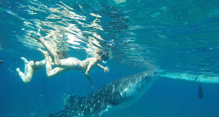 Zwei Schnorchler gleiten neben dem Kopf eines Walhaies in blauem Meer