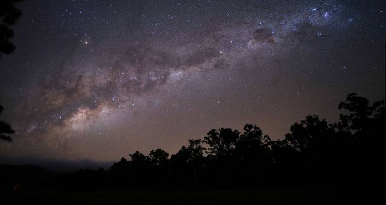 Ciel nocturne avec étendue étoilée et silhouette d'arbres.