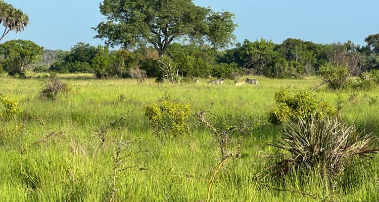 Grassy savanna with zebras and a large tree.