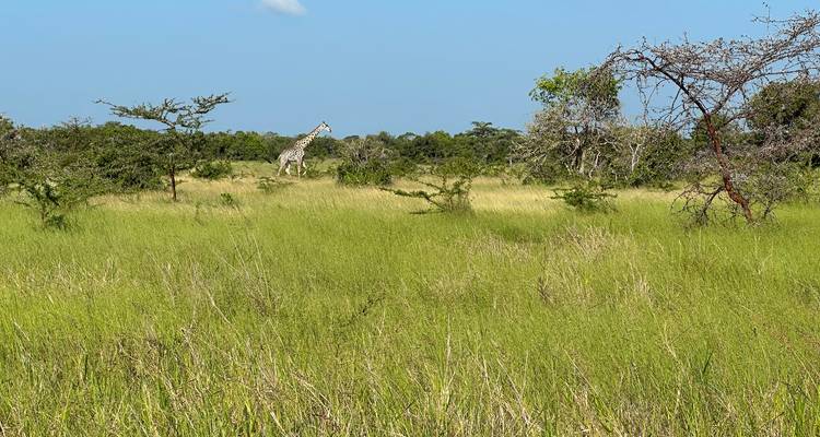 Savanna landscape with a giraffe in the distance.