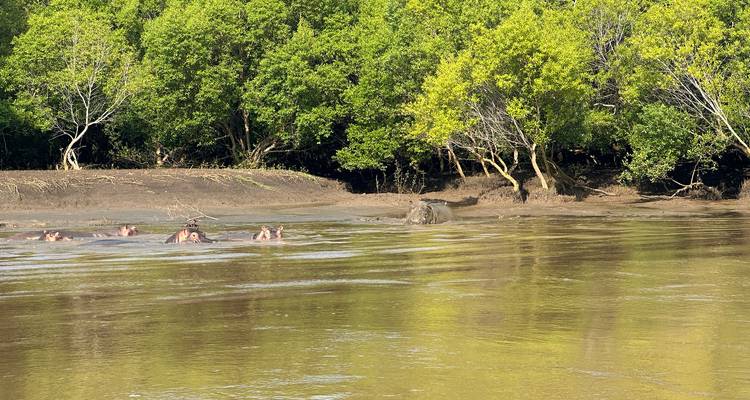 Group of hippos in a river surrounded by lush greenery.