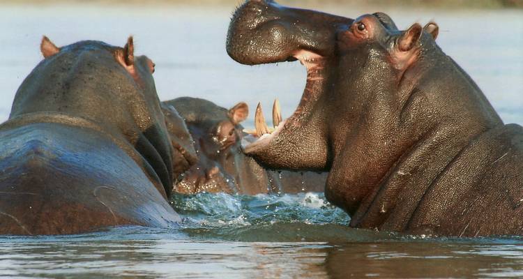 Close-up of two hippos, one with its mouth wide open.