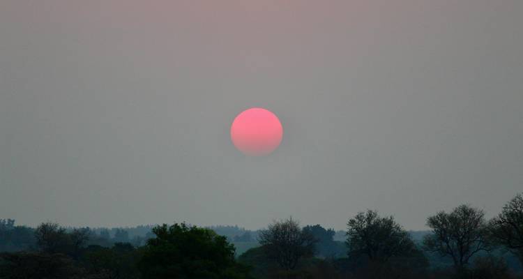 Un gran sol rosa flotando sobre una línea de árboles brumosa durante una puesta de sol atmosférica.