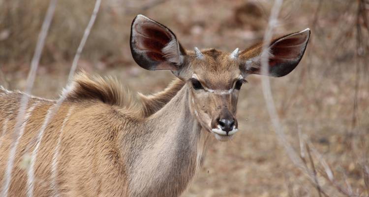 Joven antílope kudu mirando hacia la cámara entre ramas secas de bushveld.