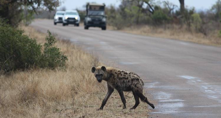 Una hiena manchada cruzando una carretera de asfalto en el parque mientras vehículos de safari se acercan en el fondo.