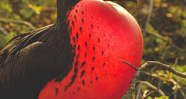 Male magnificent frigatebird with bright red inflated gular pouch perched among branches.