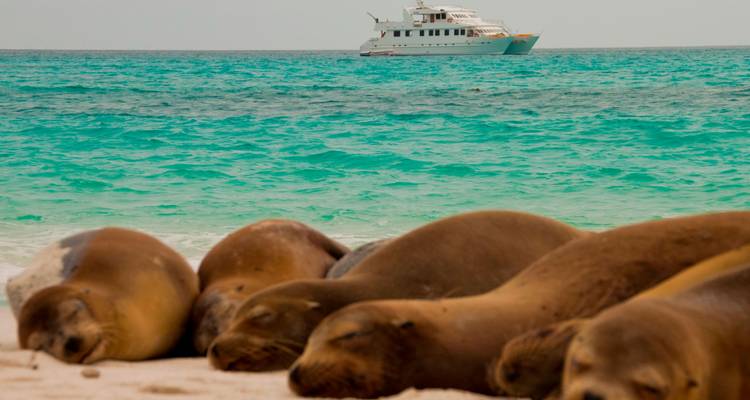 Several sea lions sleeping on a white sandy beach with turquoise water and a yacht in the background.