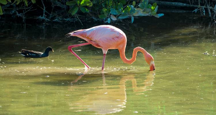 A pink flamingo wades in shallow greenish water, bending its neck to feed while a small black bird swims nearby.