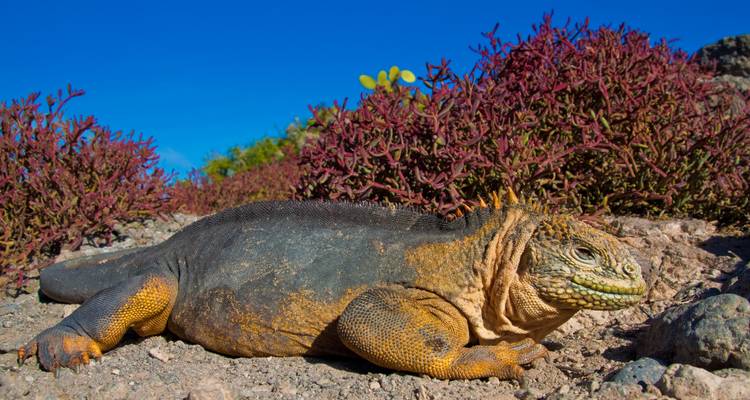 Close-up of a Galapagos land iguana resting on rocky ground with vivid blue sky and reddish succulents behind.