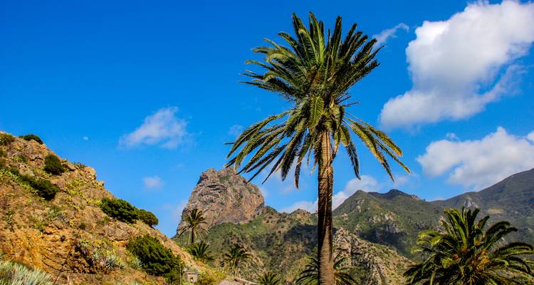 Un alto árbol de palma se alza frente a acantilados volcánicos escarpados y un cielo azul brillante salpicado de nubes.