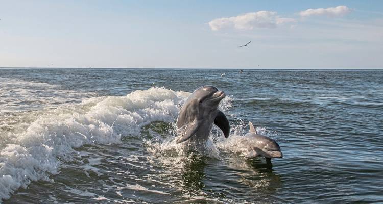 Dolphins playing in the waves.