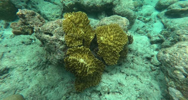 Gros plan de corail dans l'océan.