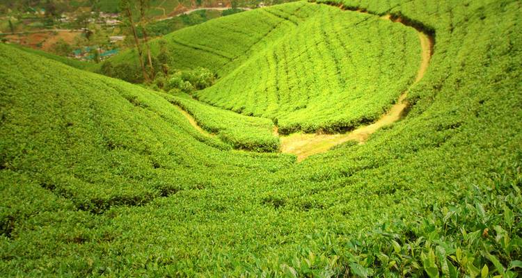 Tea plantations with rows of bushes covering rolling hills.