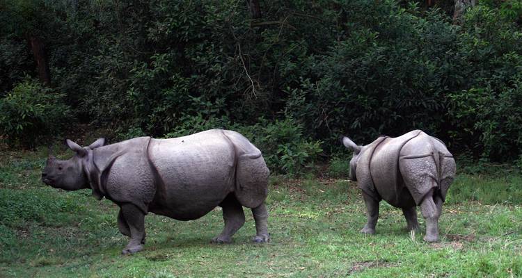 Two rhinoceroses in a grassy area near a forest.