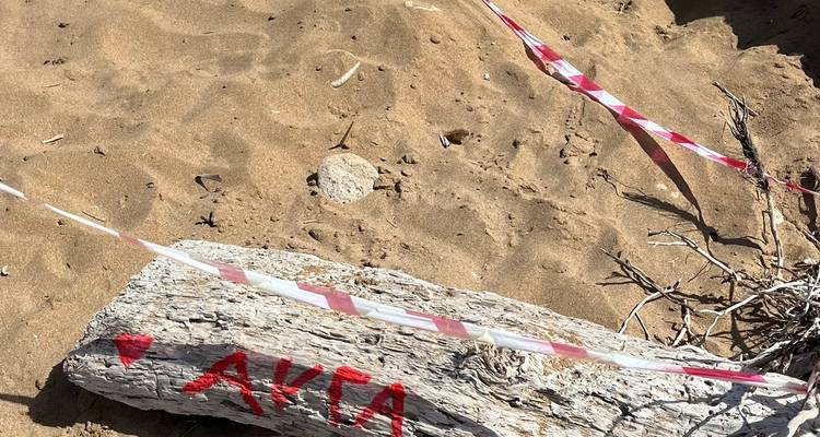 Treibholz am Sandstrand, mit Text markiert.