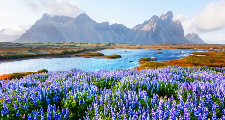 Fleurs de lupin violettes en fleurs avec des montagnes en arrière-plan.